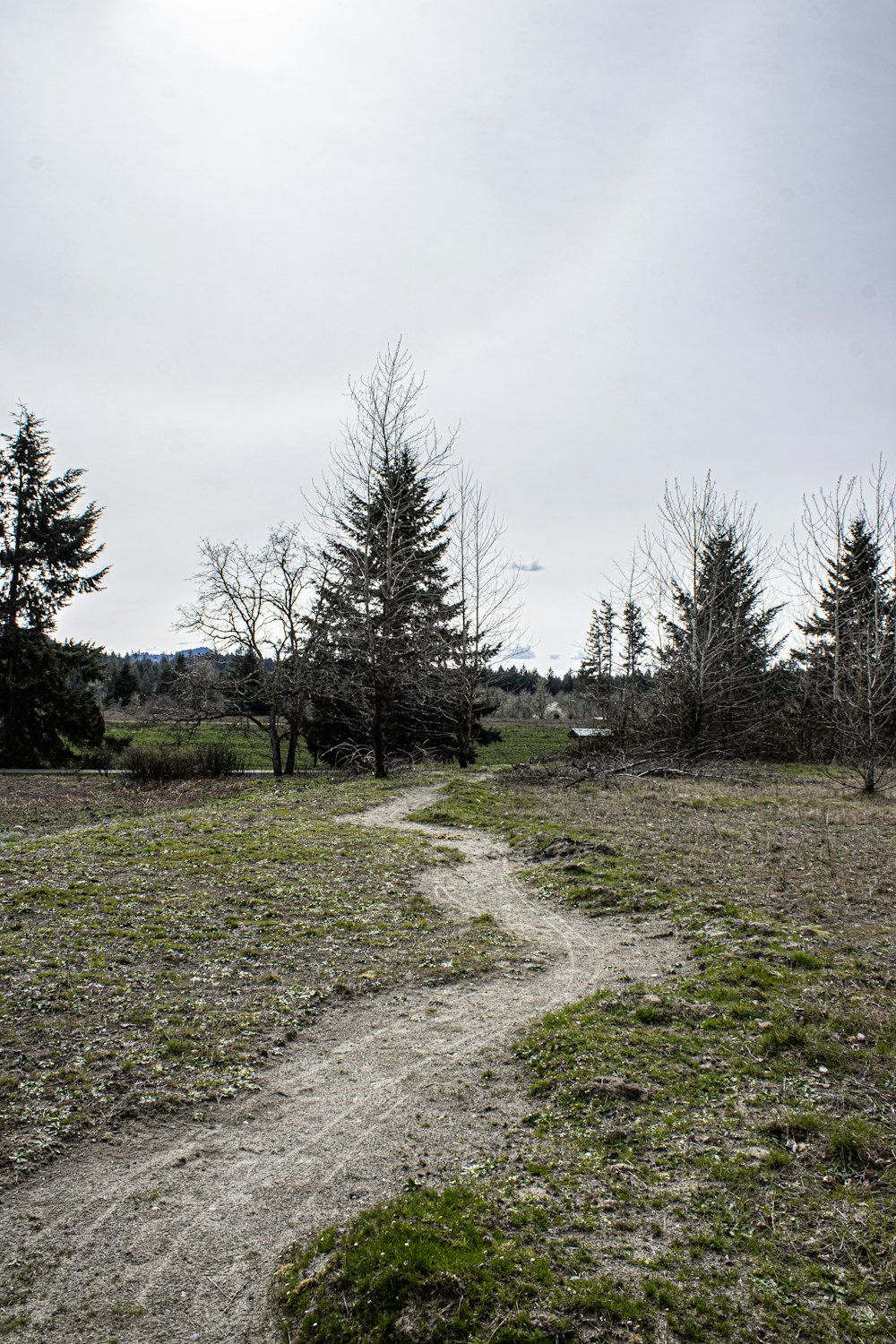 a dirt path in a field with trees in the background