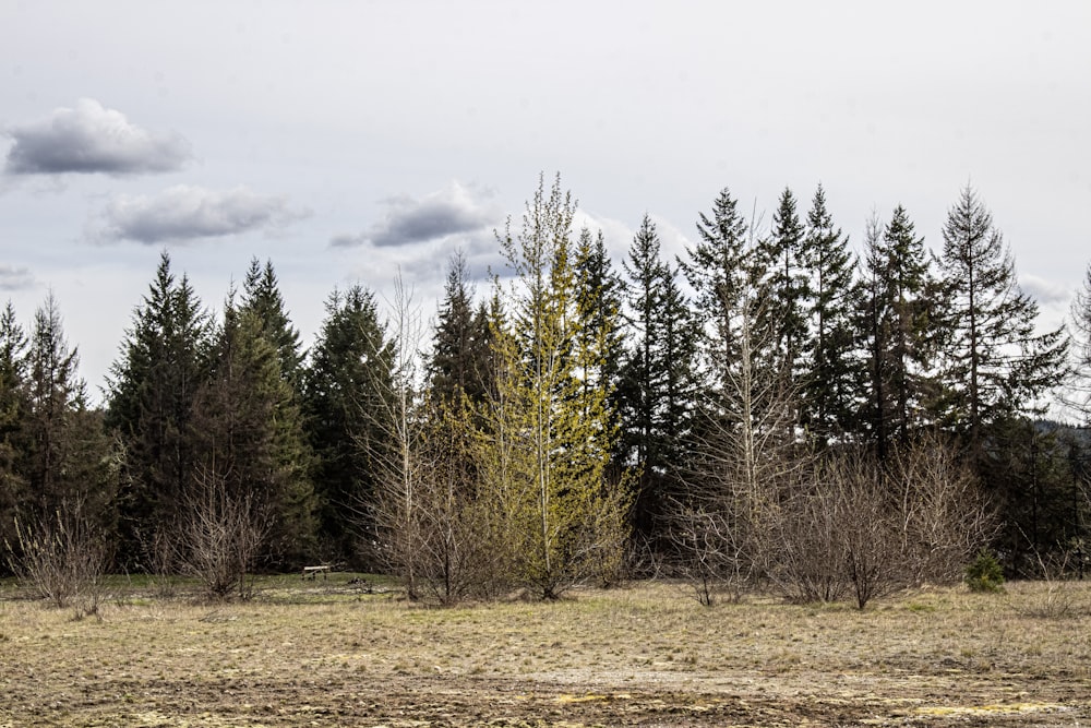 a horse standing in a field with trees in the background