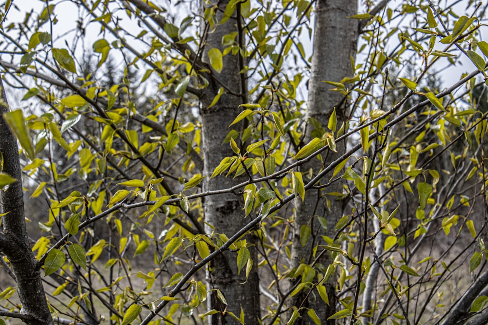 un oiseau est perché sur une branche d’arbre