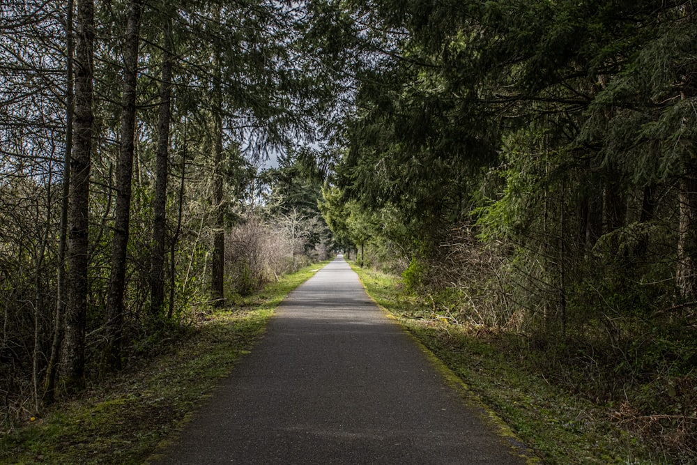 an empty road in the middle of a forest