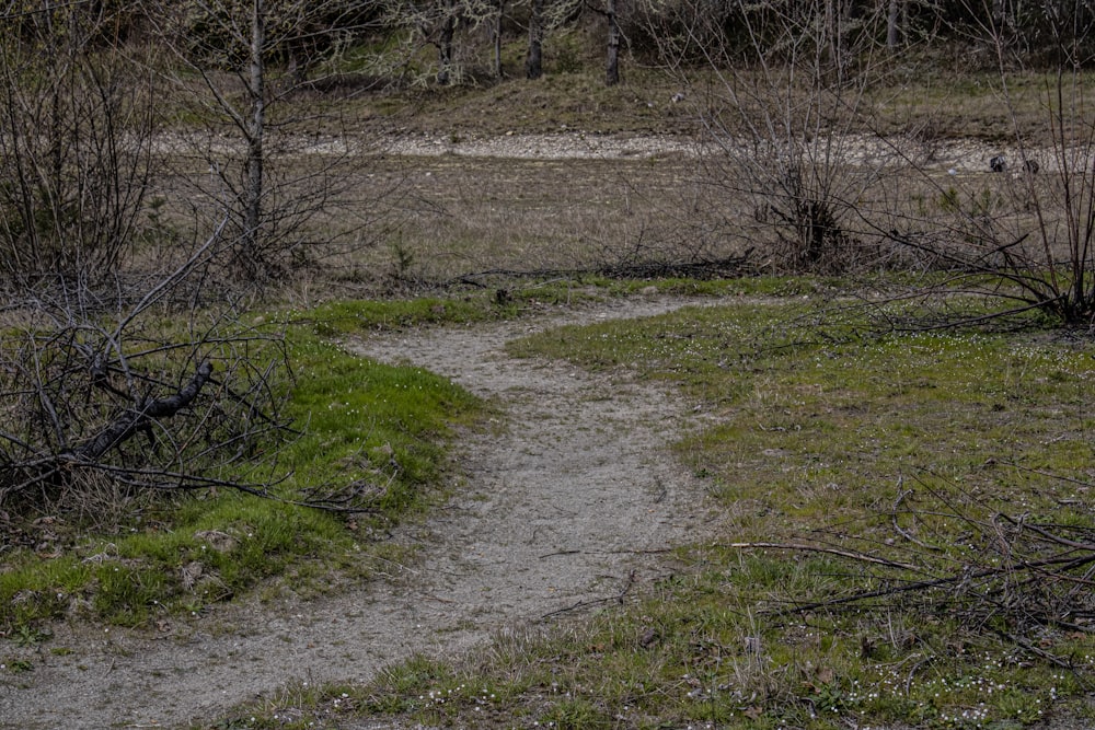 a path in the middle of a grassy area