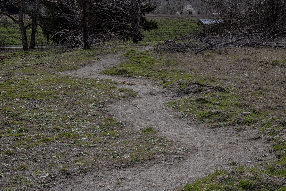 a path in the middle of a grassy field