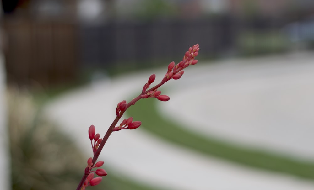 a close up of a red flower with a blurry background