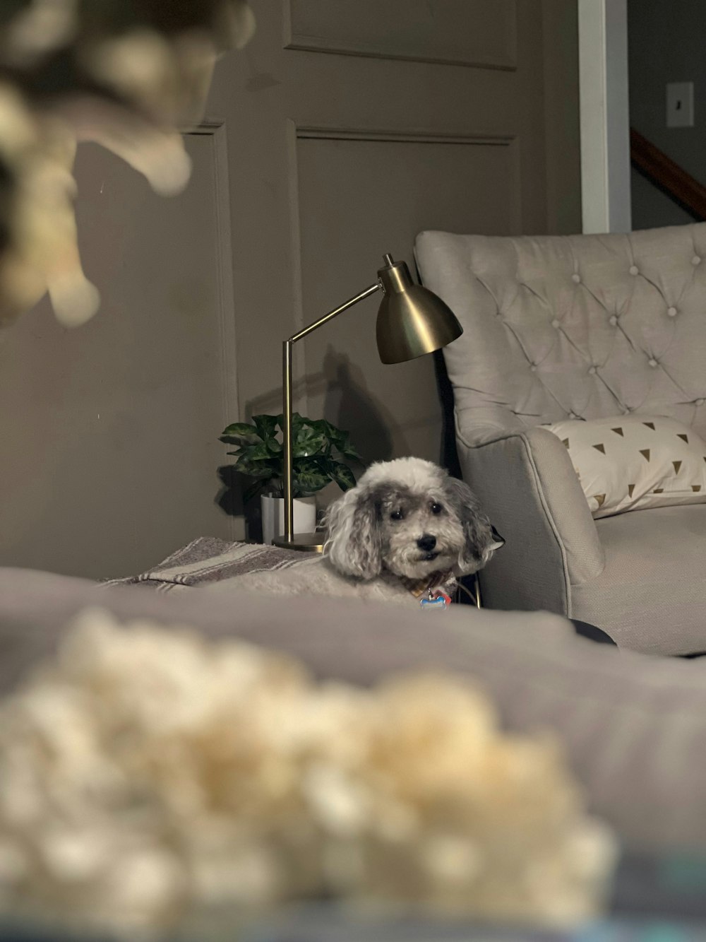 a dog sitting on a couch in a living room