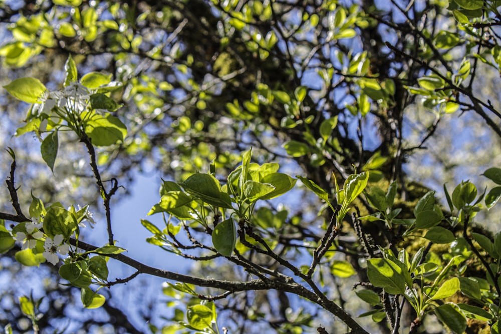 the branches of a tree with green leaves