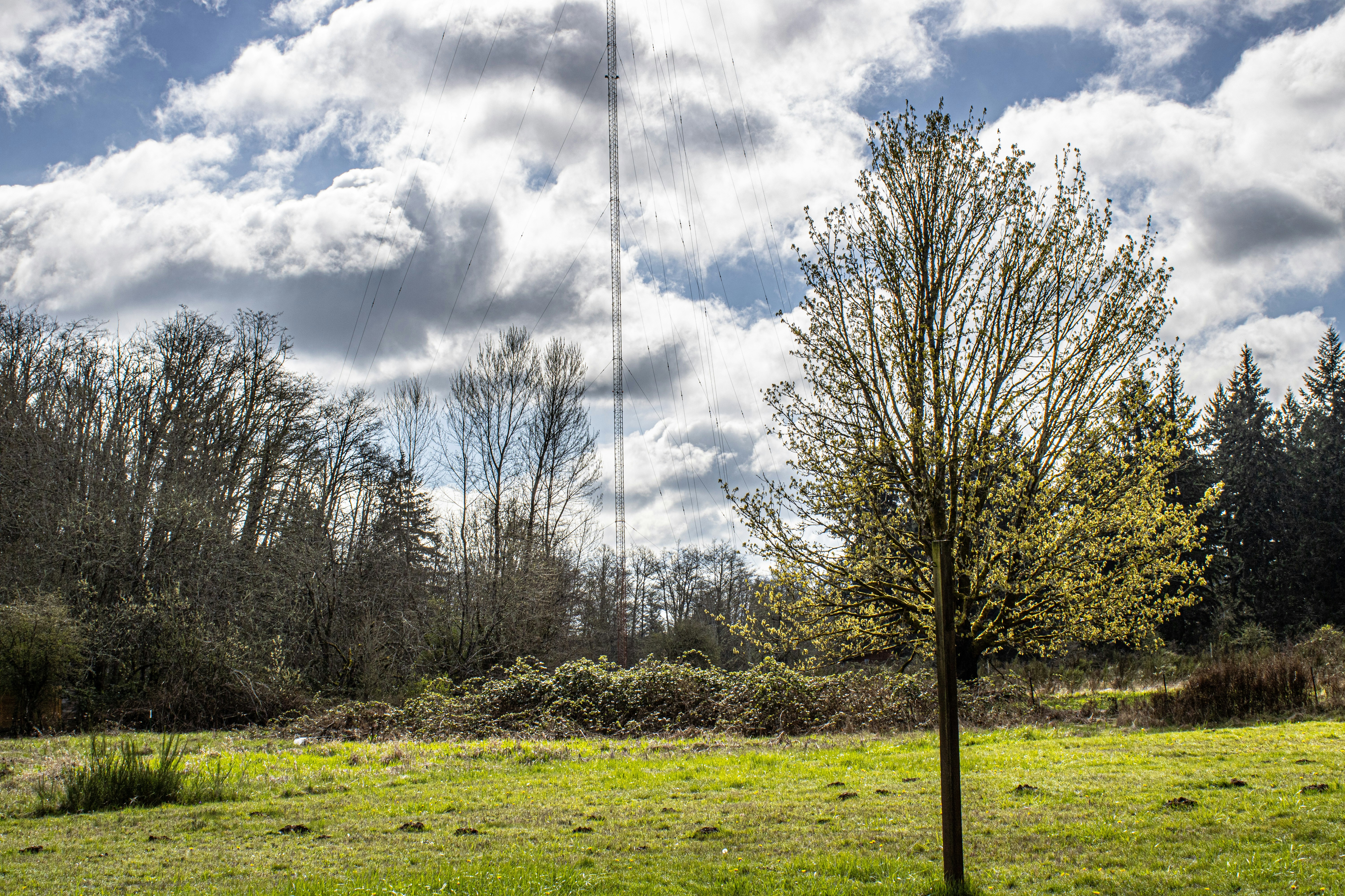 a grassy field with a tree and a radio tower in the background