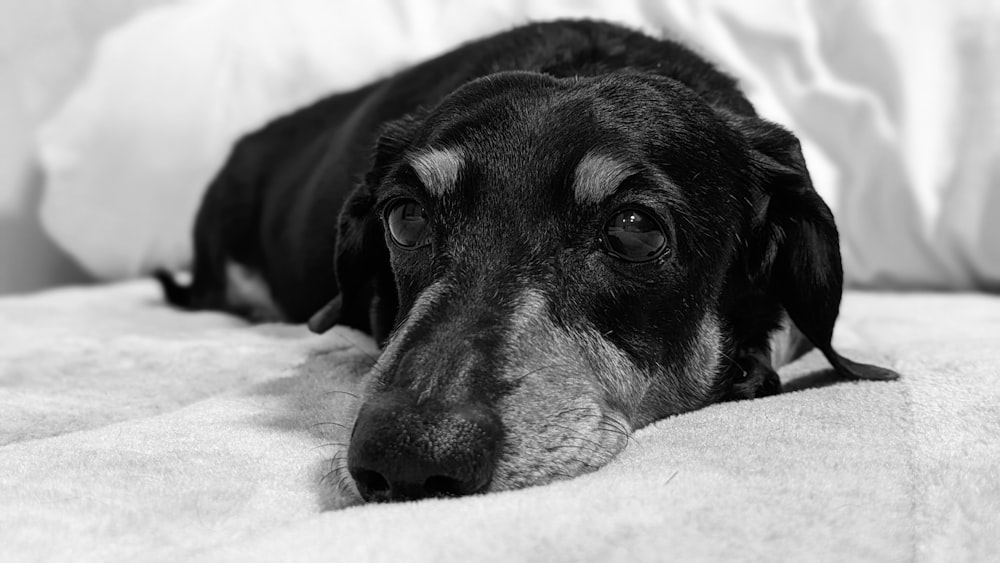 a black and white photo of a dog laying on a bed