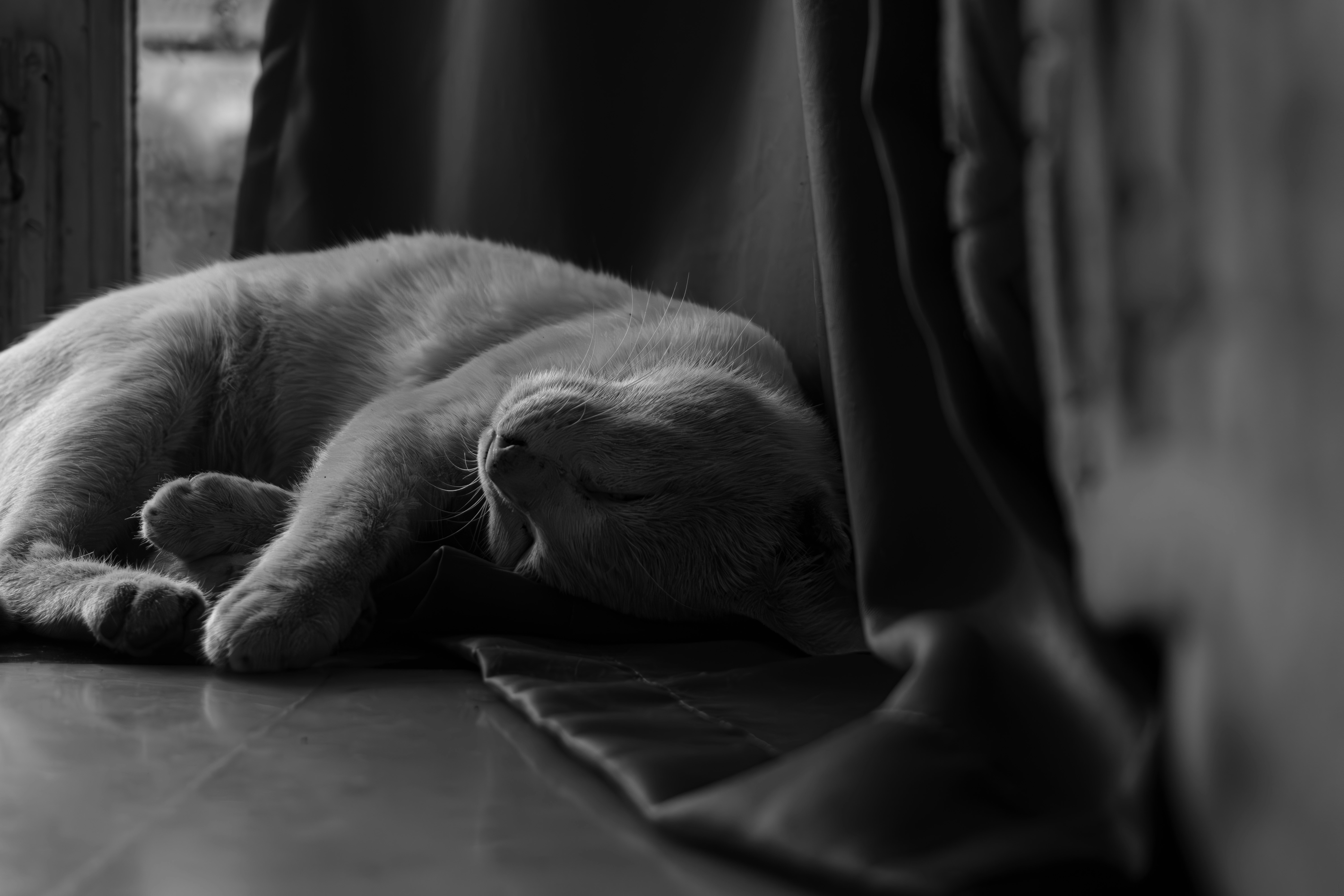 a black and white photo of a cat sleeping