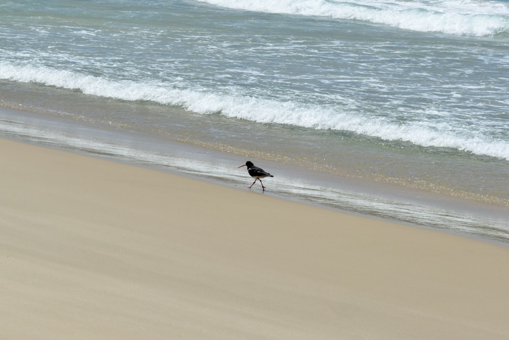 a bird walking along a beach next to the ocean