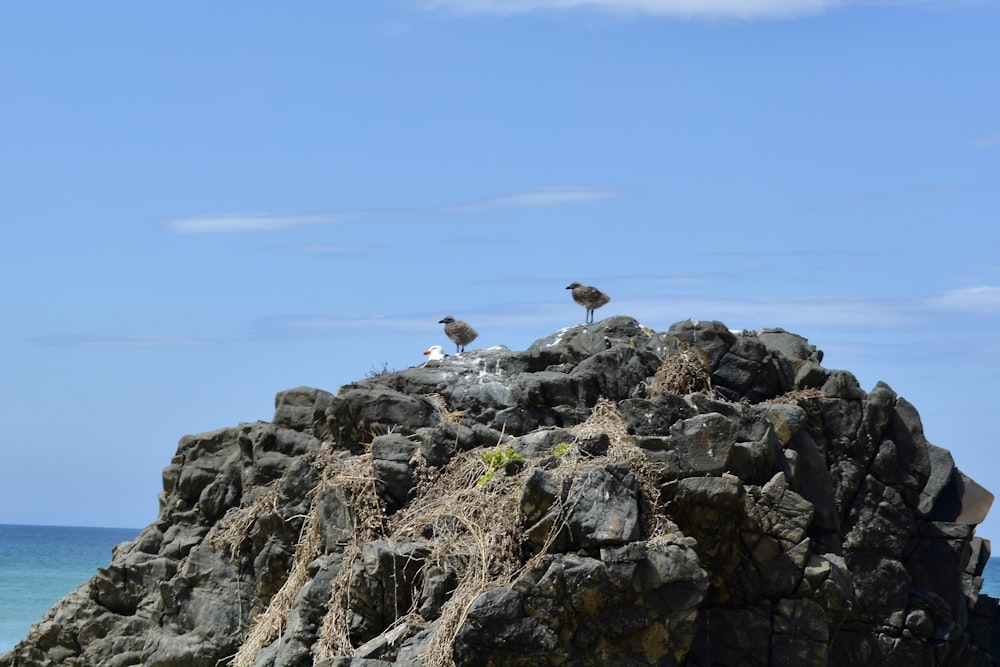 a group of birds sitting on top of a rock