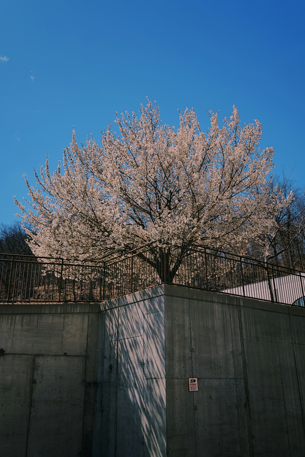 a tree with white flowers in front of a fence
