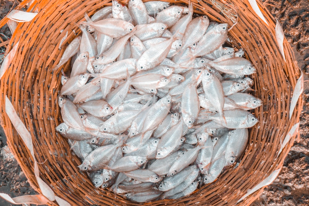a basket full of small fish sitting on the ground