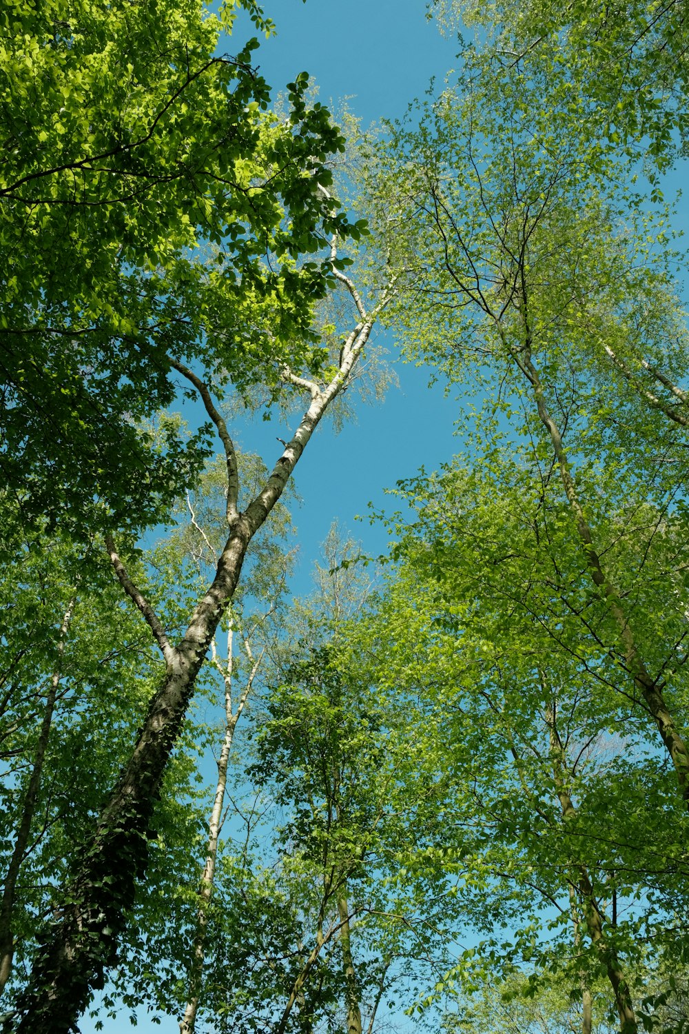 a group of trees that are standing in the grass