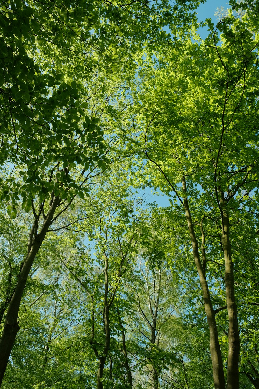 Une forêt remplie de beaucoup d’arbres verts