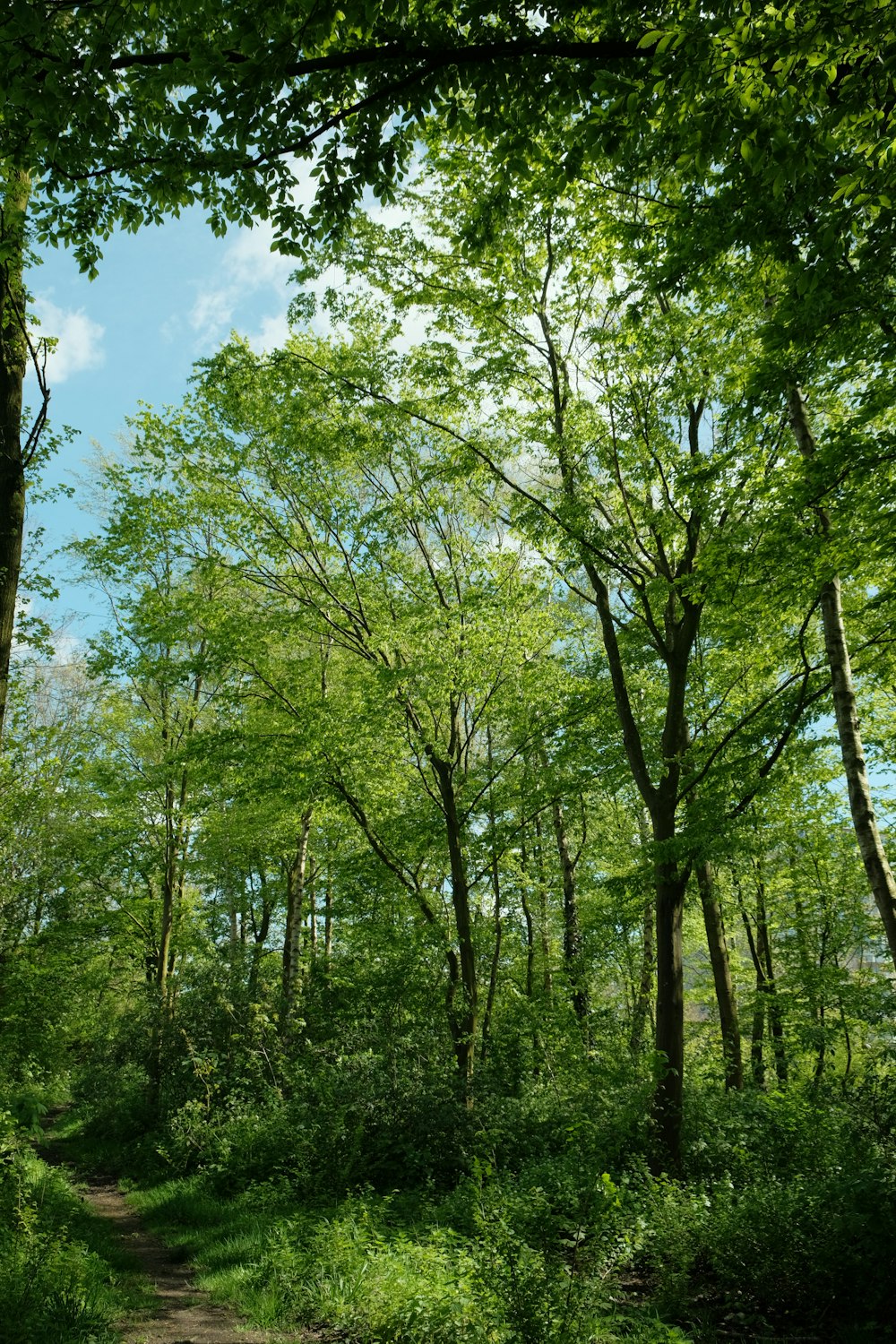 a dirt path through a lush green forest