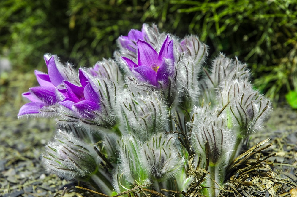 a group of purple flowers sitting on top of a dirt field