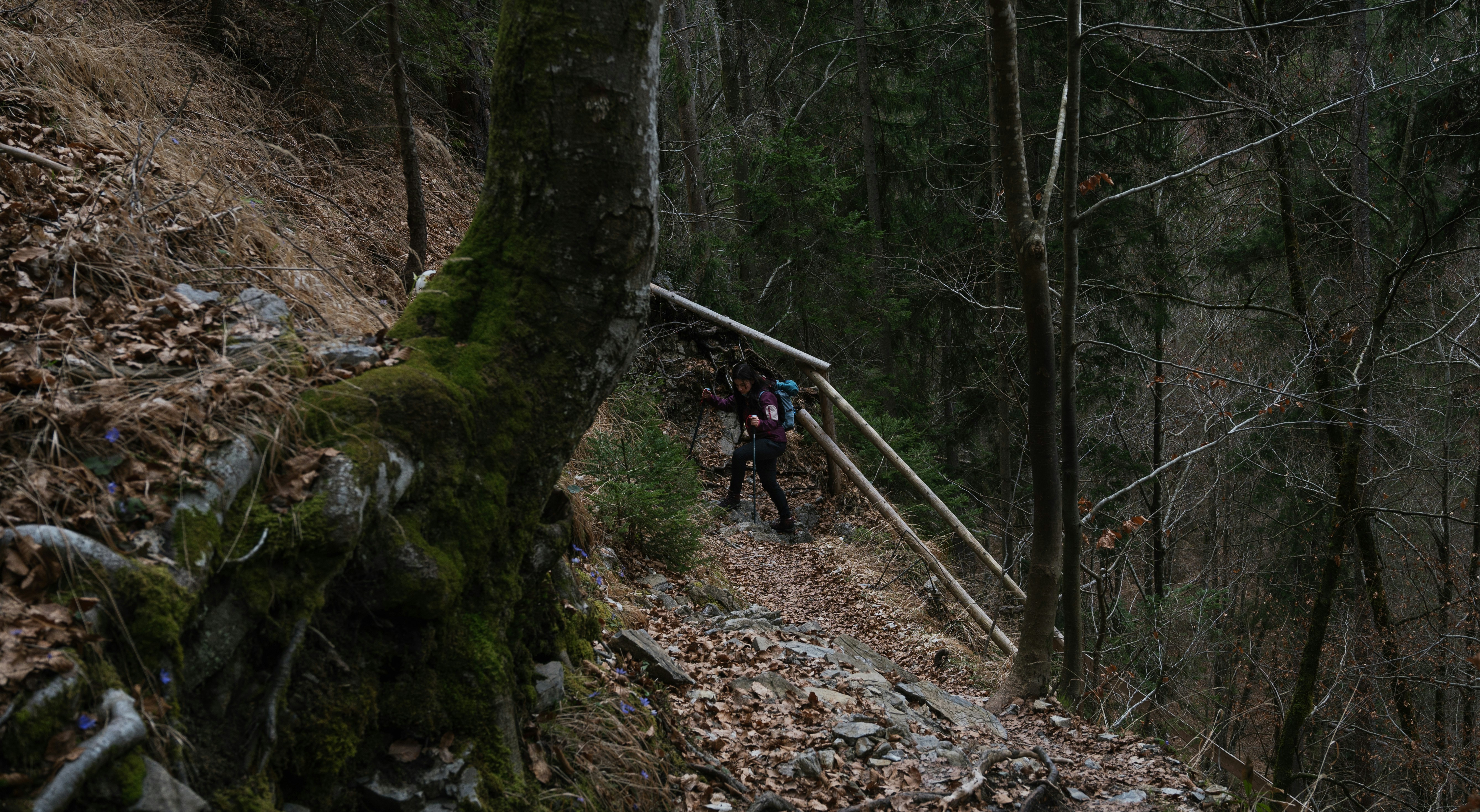 a couple of people walking down a trail in the woods