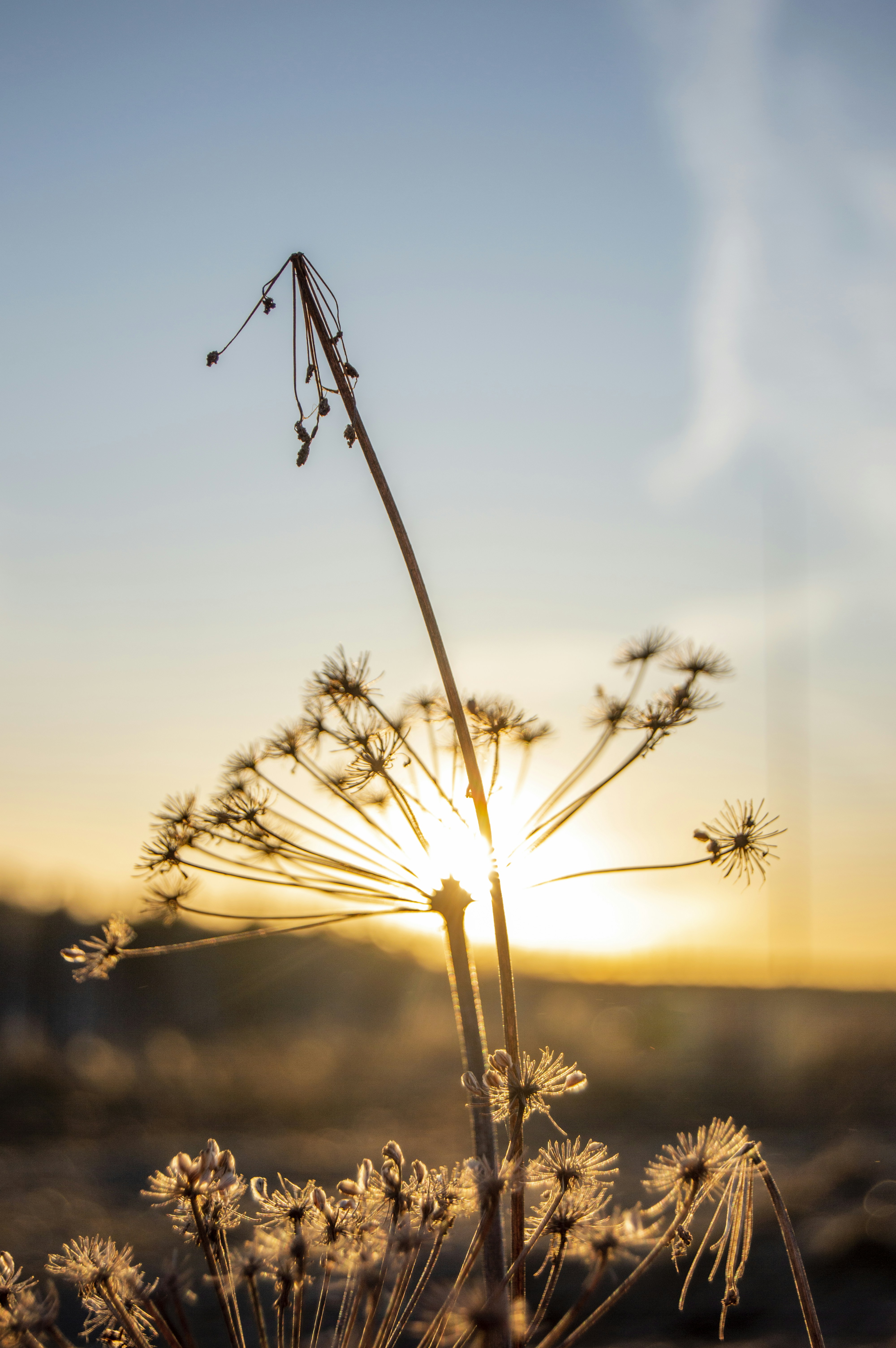 Photo by frosted_vulpes_ferrilata