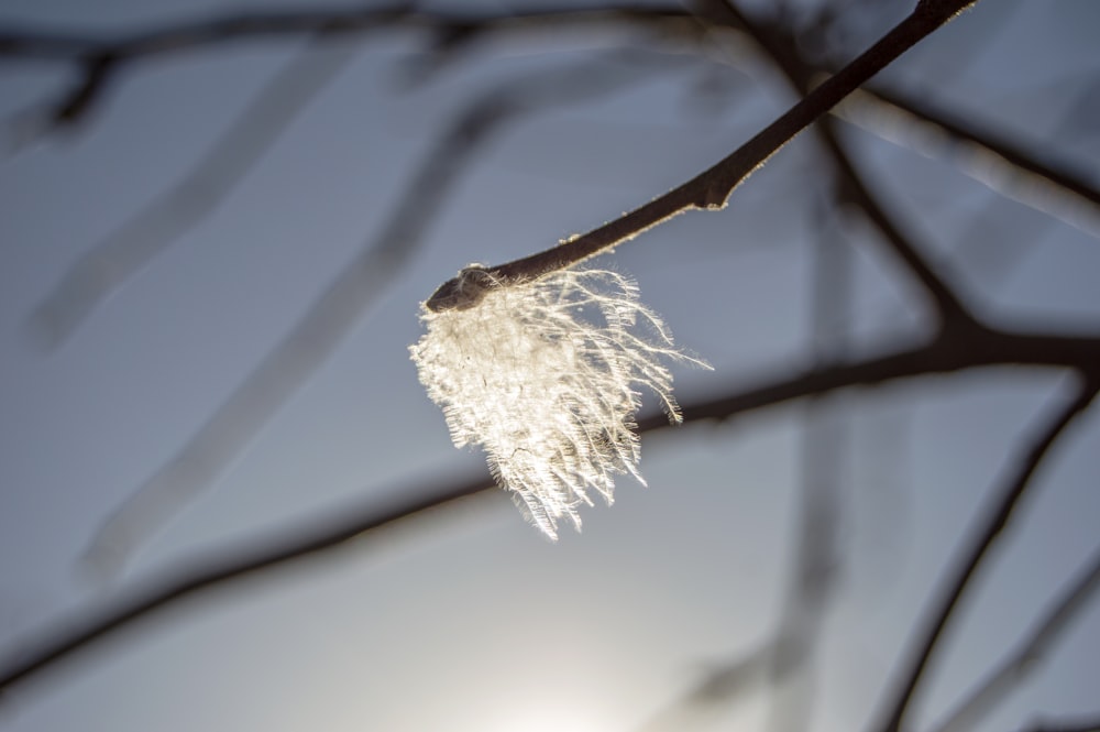 a close up of a tree branch with white flowers