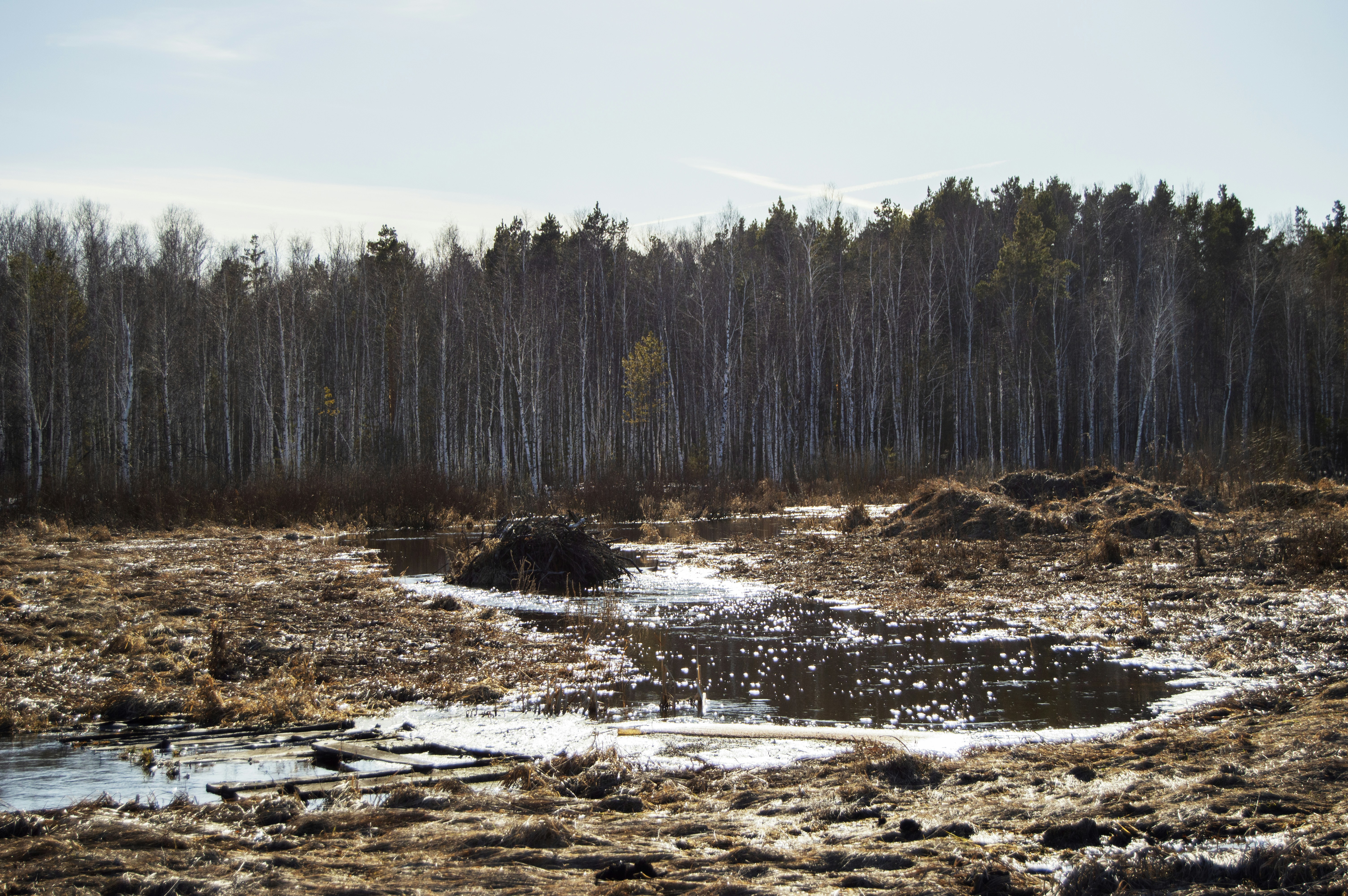 Photo by frosted_vulpes_ferrilata