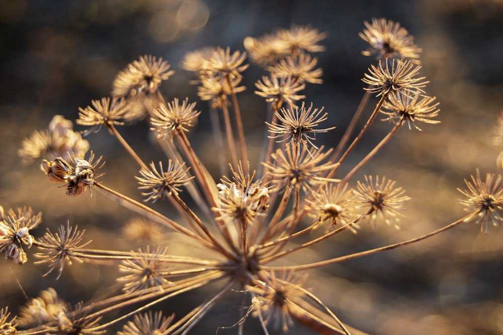 a close up of a plant with lots of leaves