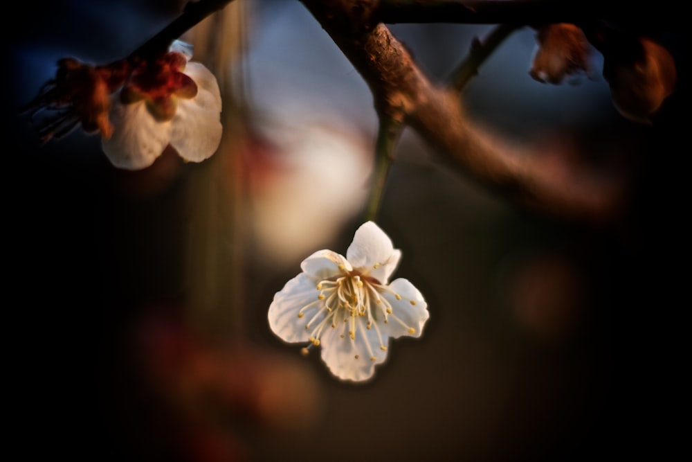 a white flower is hanging from a tree branch