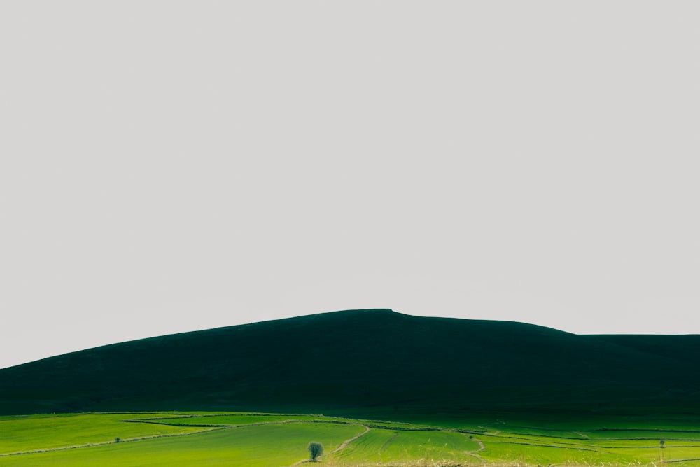 uma árvore solitária em um campo verde com uma montanha ao fundo