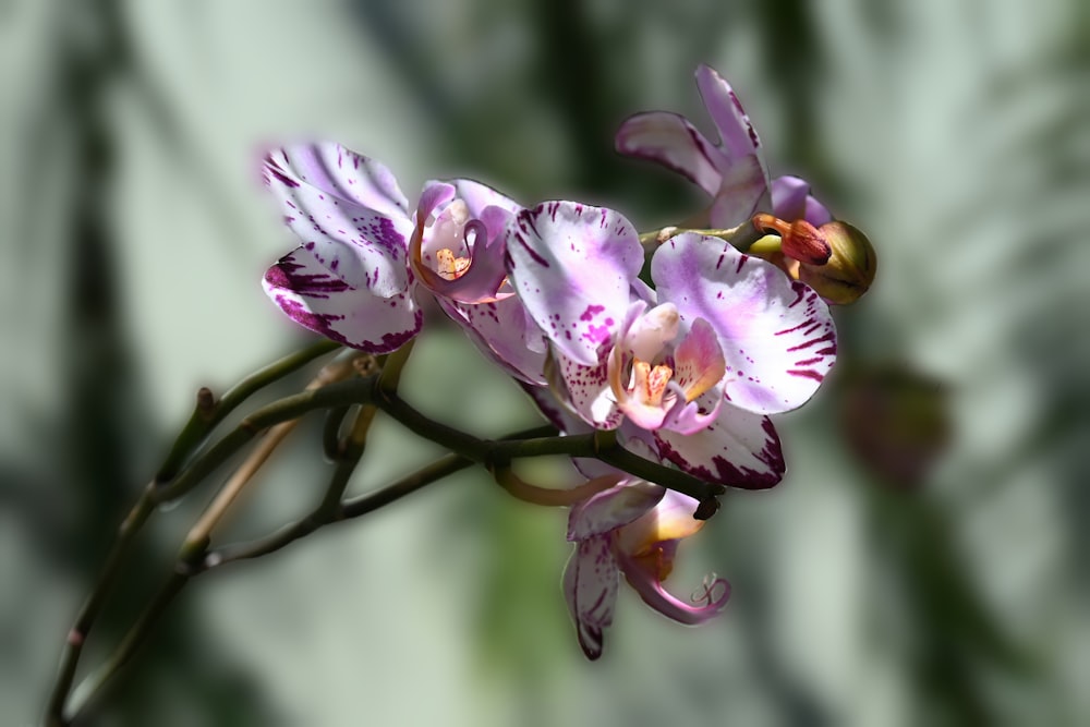 a close up of a purple flower on a branch