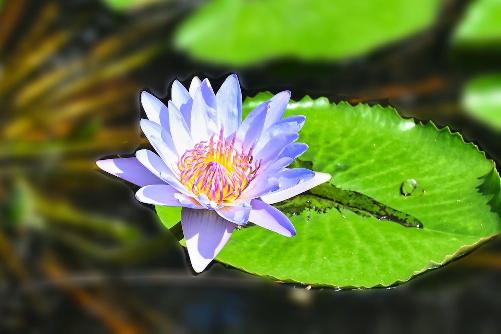 a purple water lily in a pond surrounded by green leaves