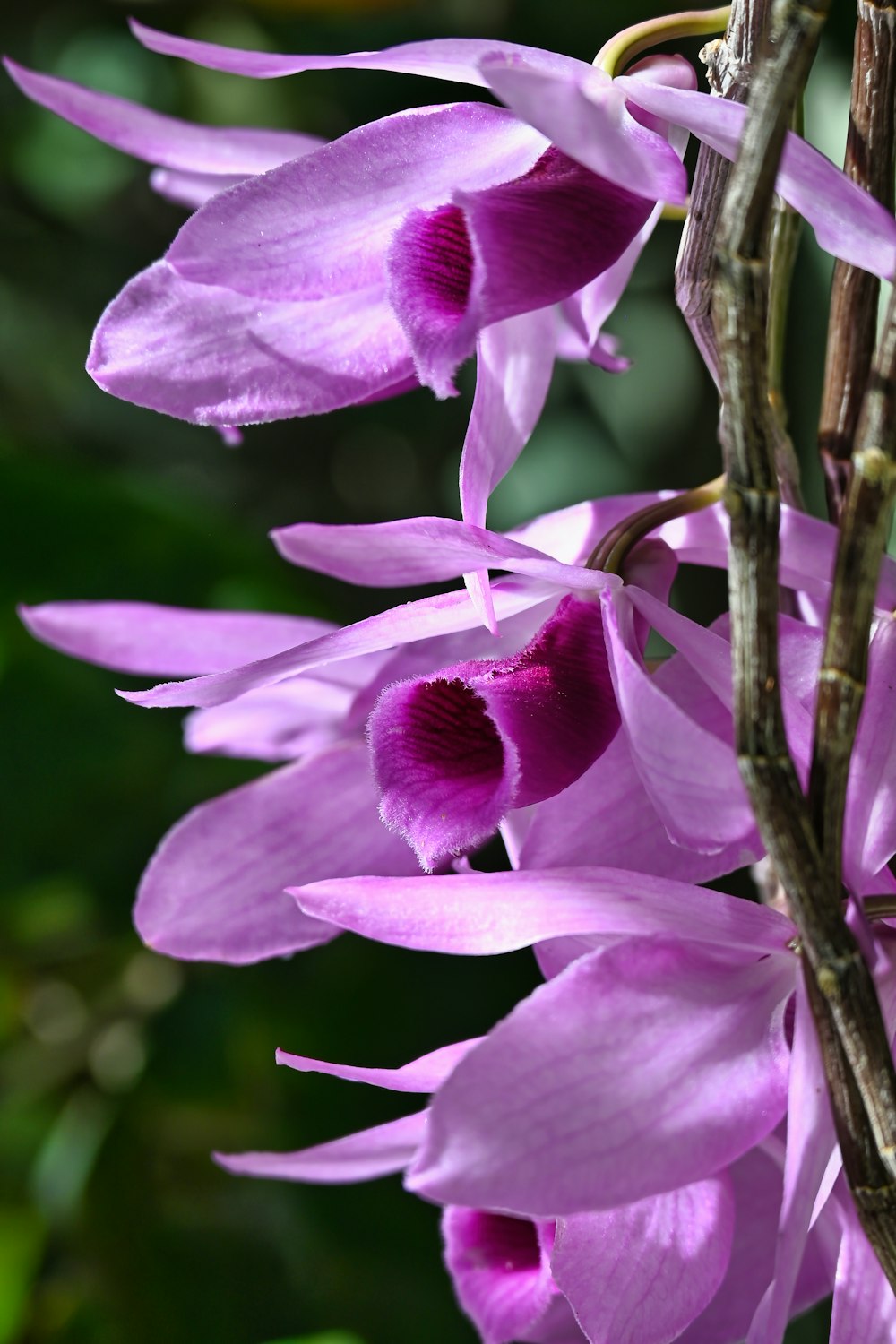 a bunch of purple flowers hanging from a tree