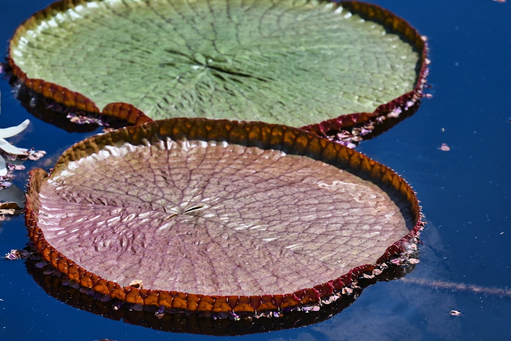 a couple of water lilies floating on top of a body of water