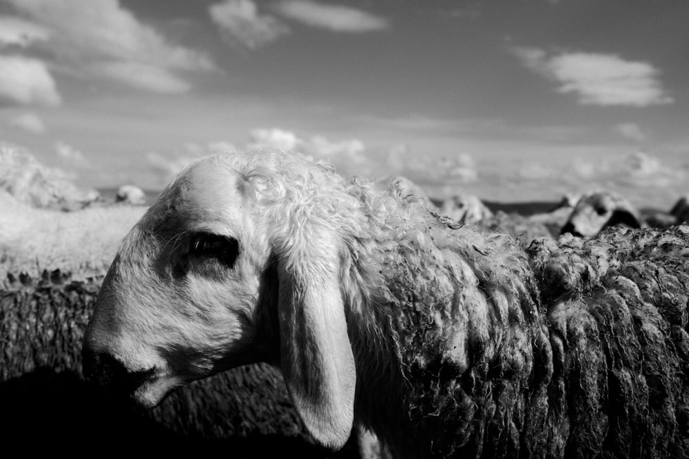 a black and white photo of a sheep