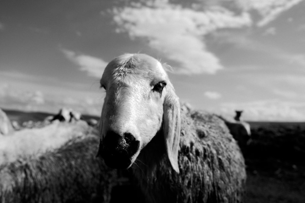a black and white photo of a sheep