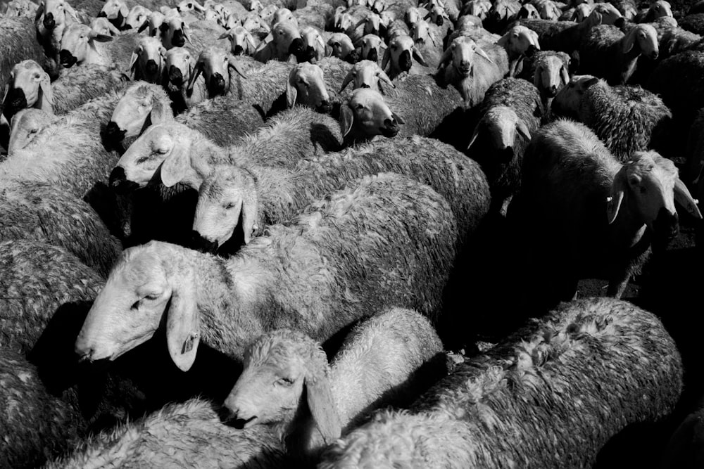 a black and white photo of a herd of sheep