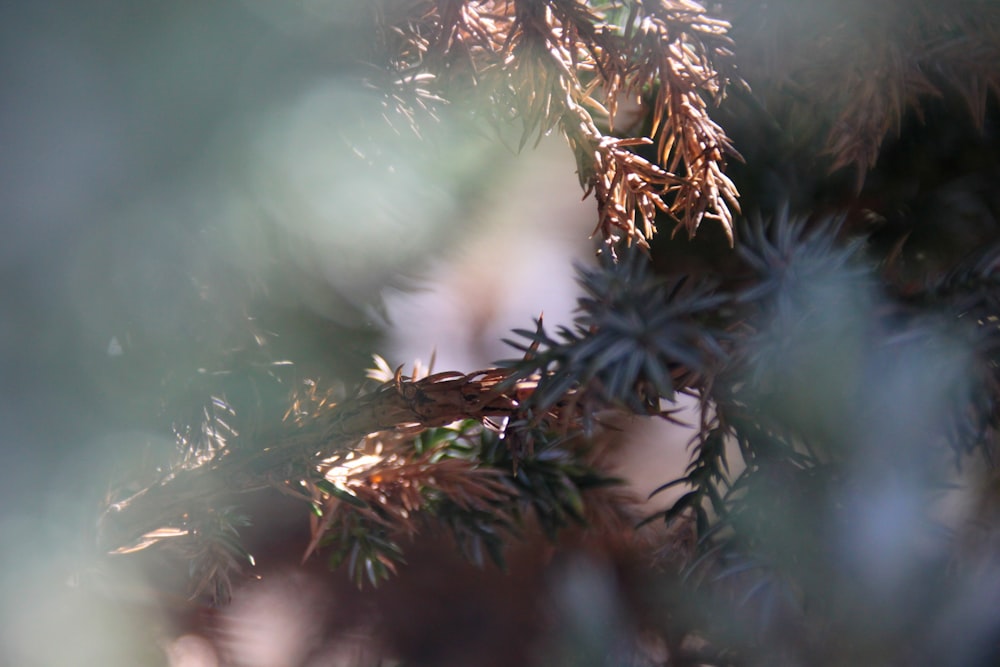 a close up of a pine tree branch