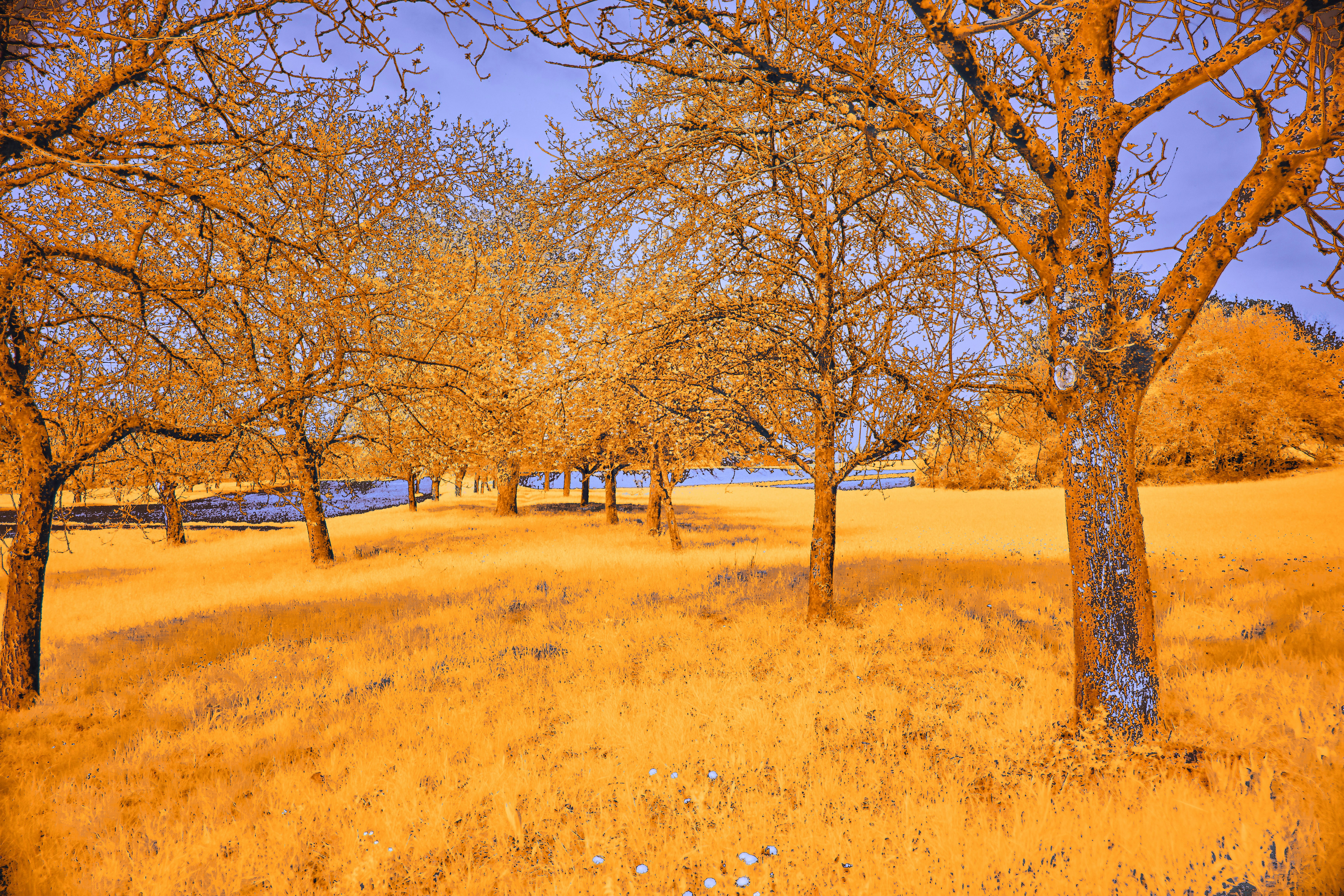 Photo by wolfgang_hasselmann