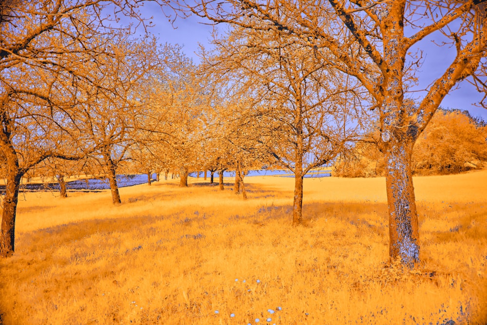 a grassy field with trees and water in the background