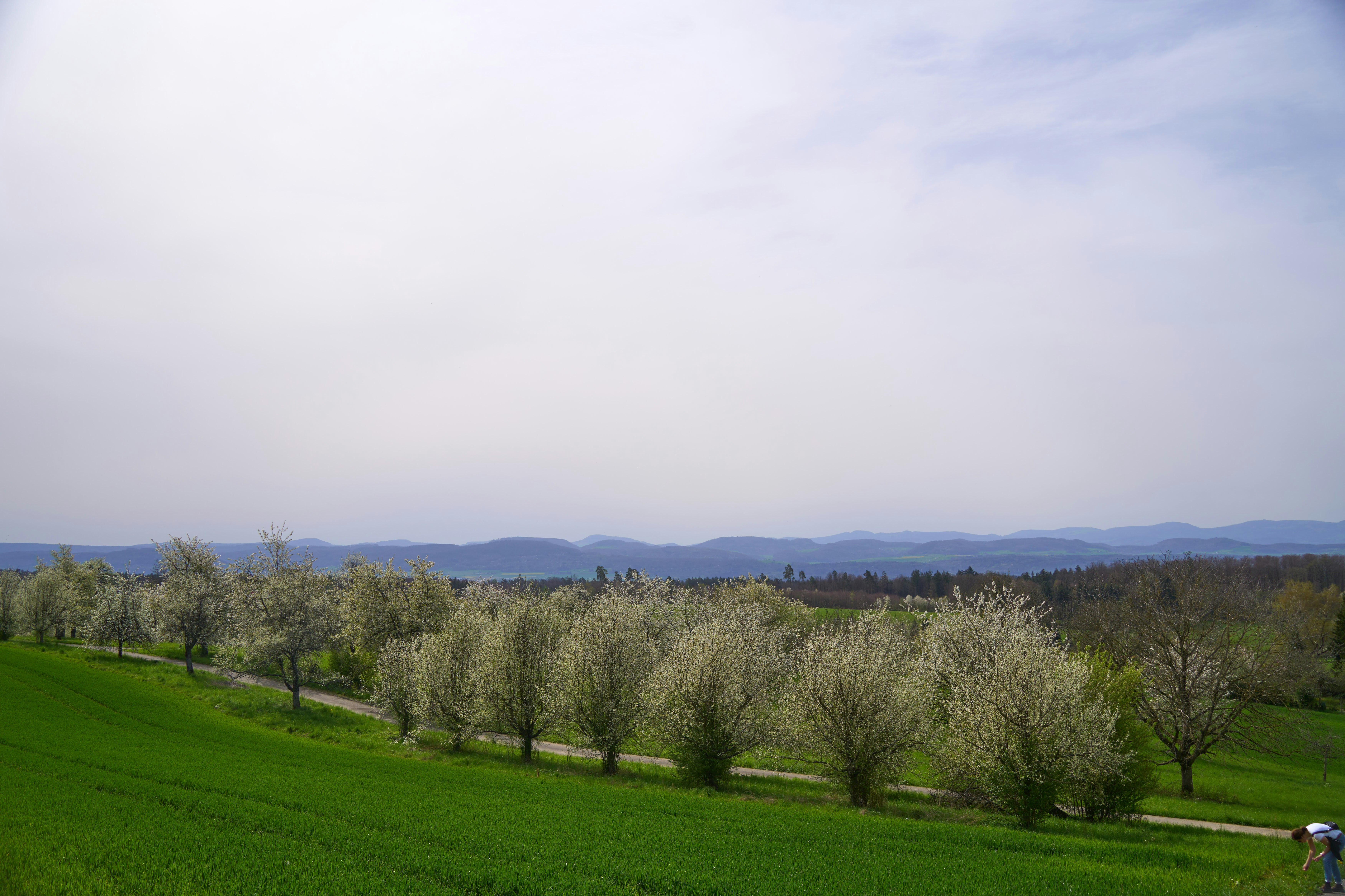 Image by Wolfgang Hasselmann via Unsplash