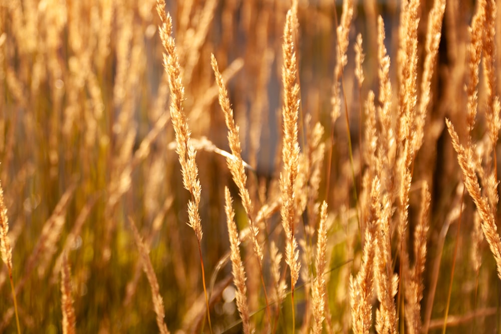 a close up of a bunch of tall grass