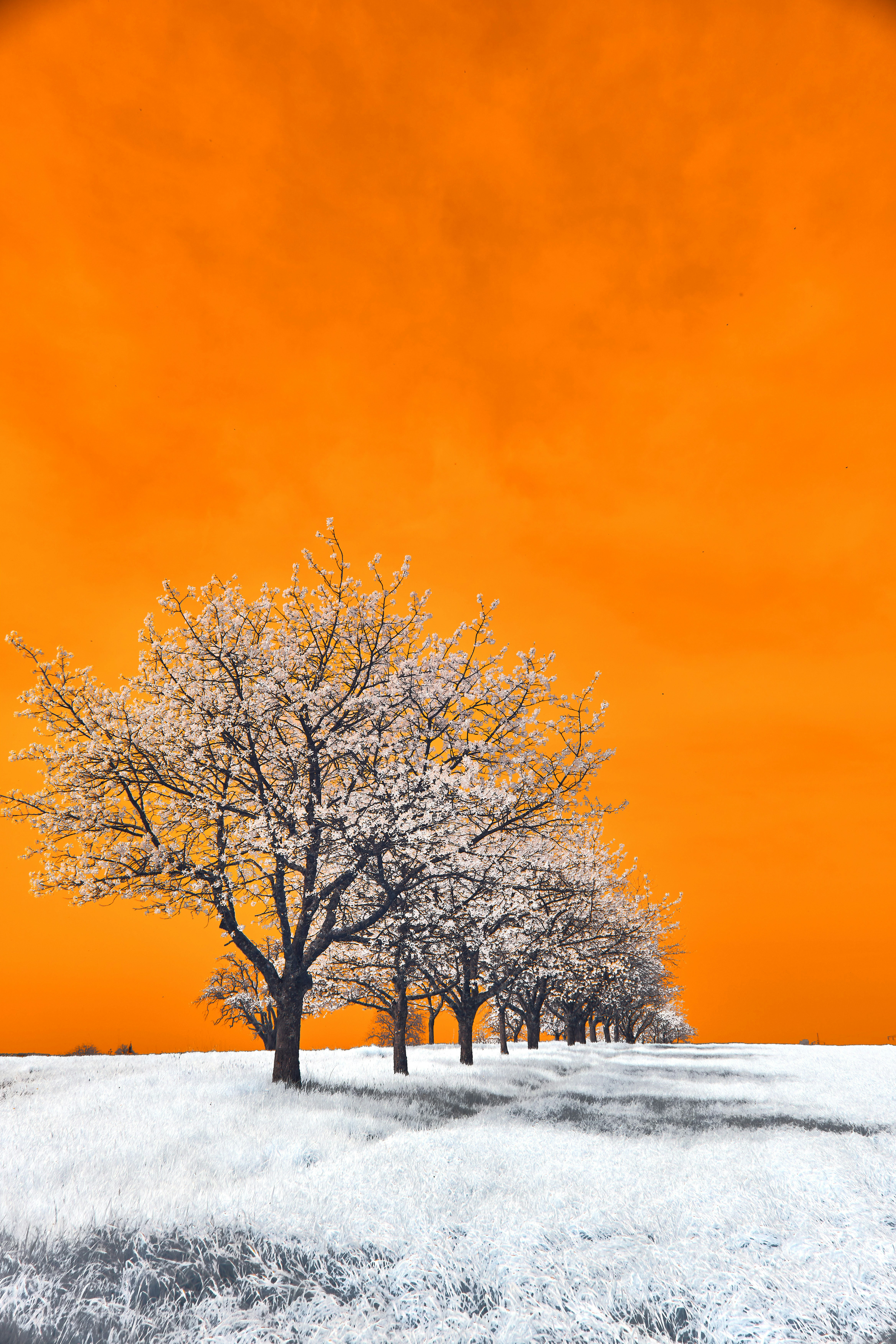 Photo by wolfgang_hasselmann