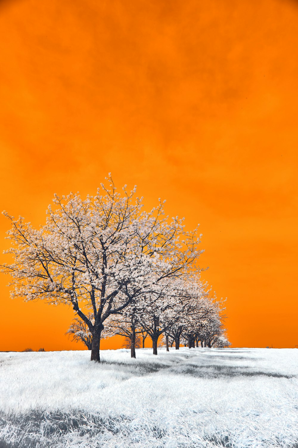 a group of trees standing in a snow covered field