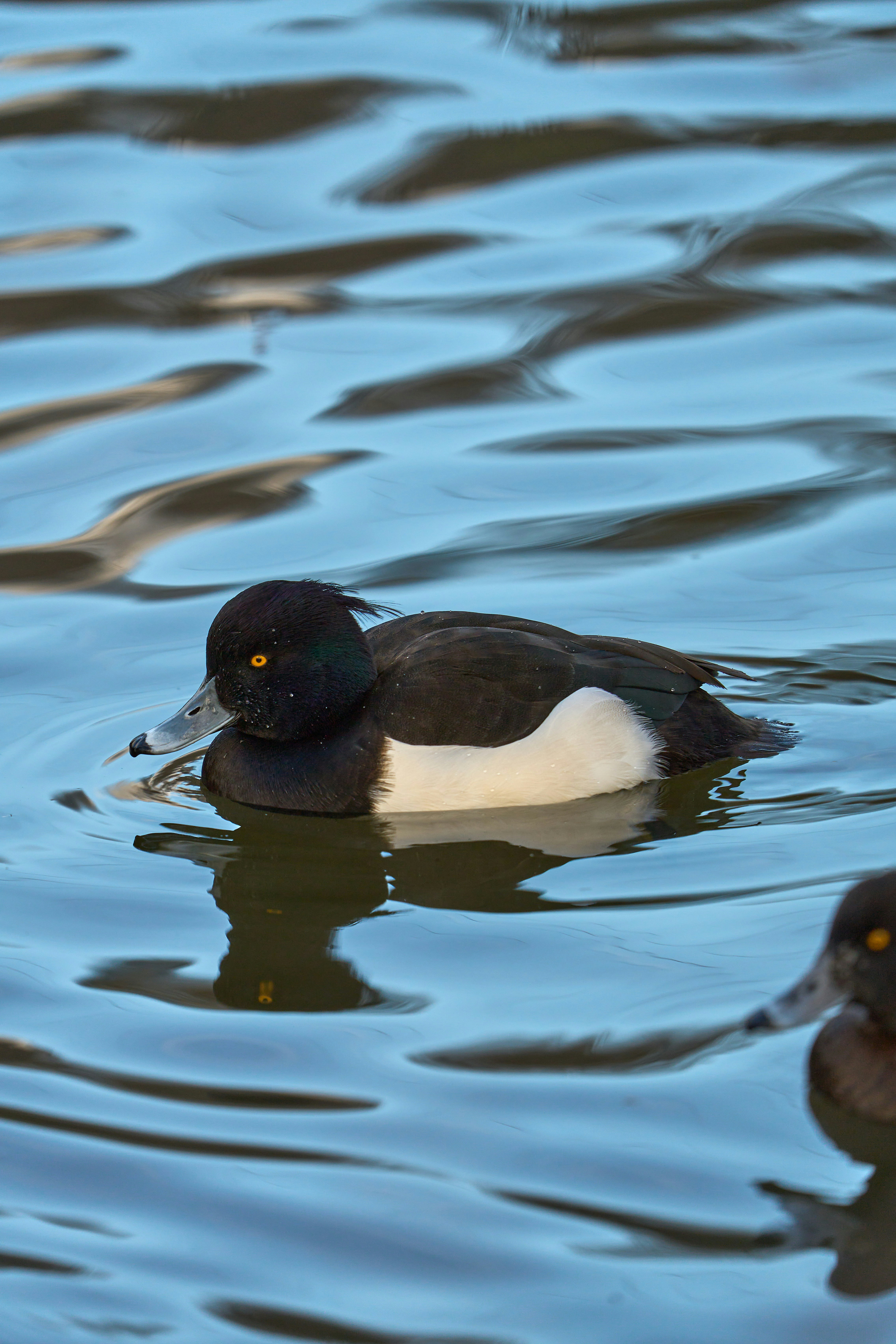 Photo by wolfgang_hasselmann