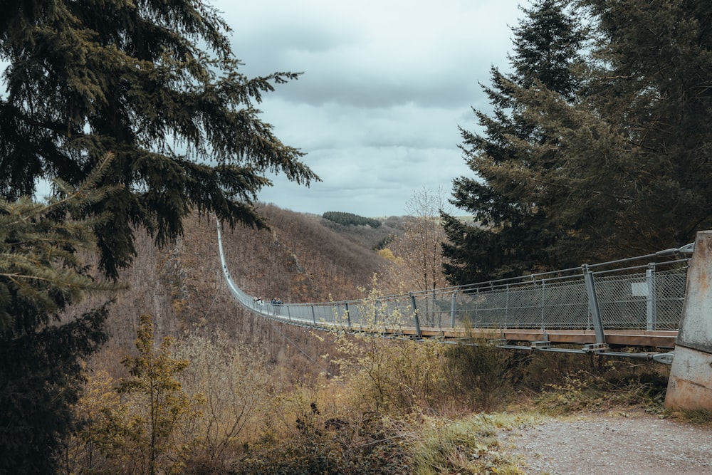 a wooden walkway in the middle of a forest