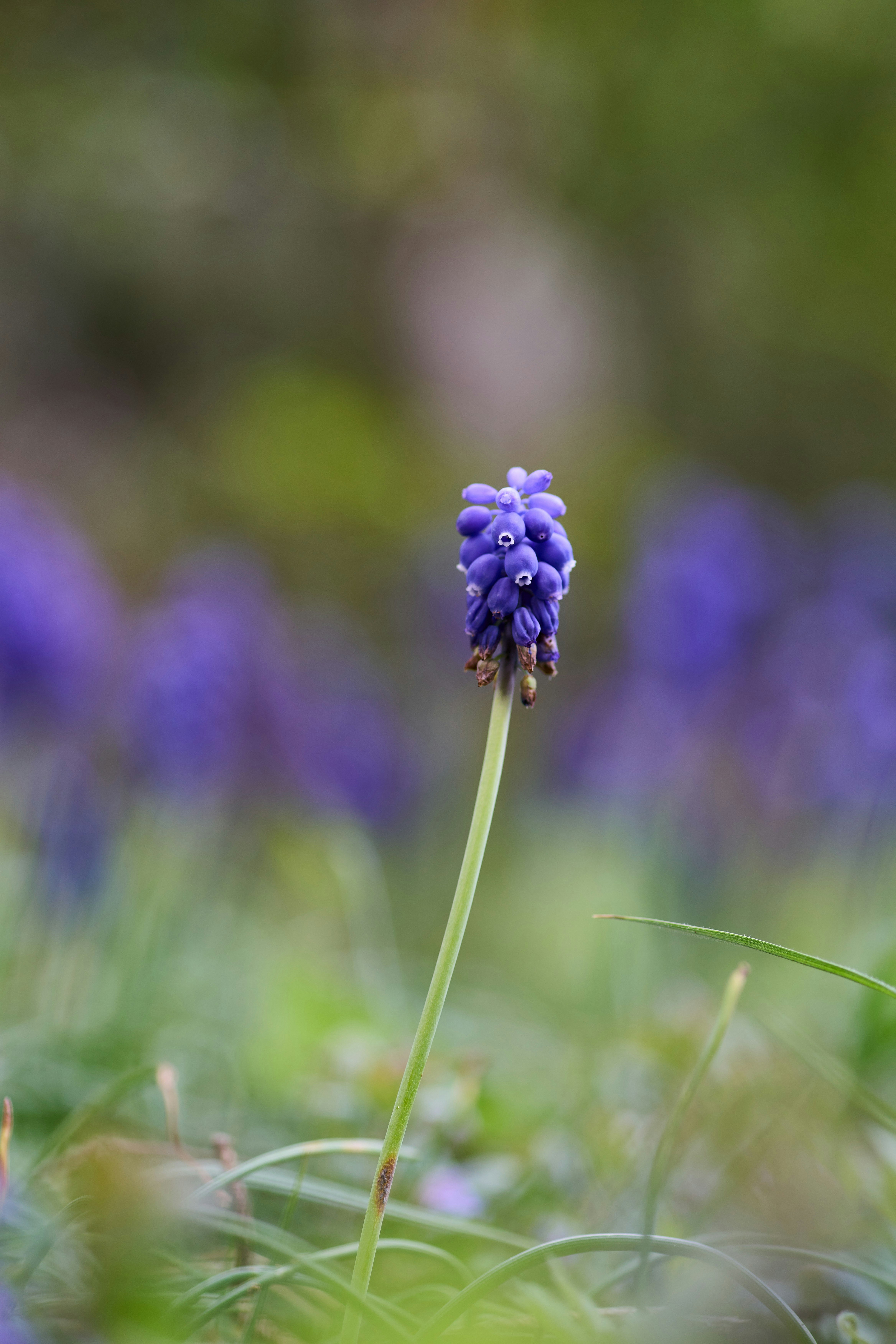 Photo by wolfgang_hasselmann