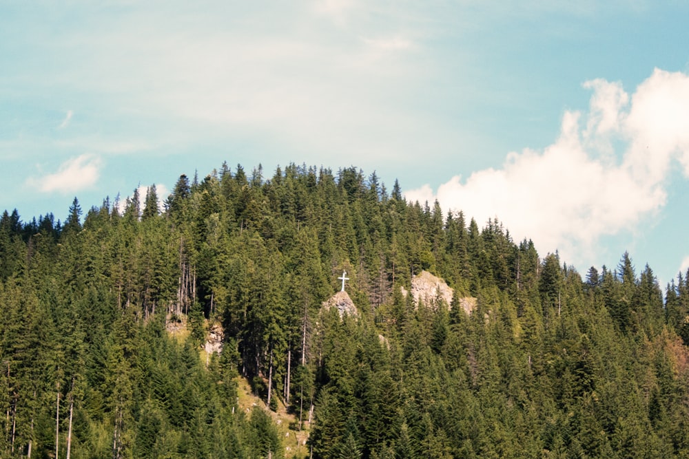 a mountain covered in lots of trees under a blue sky