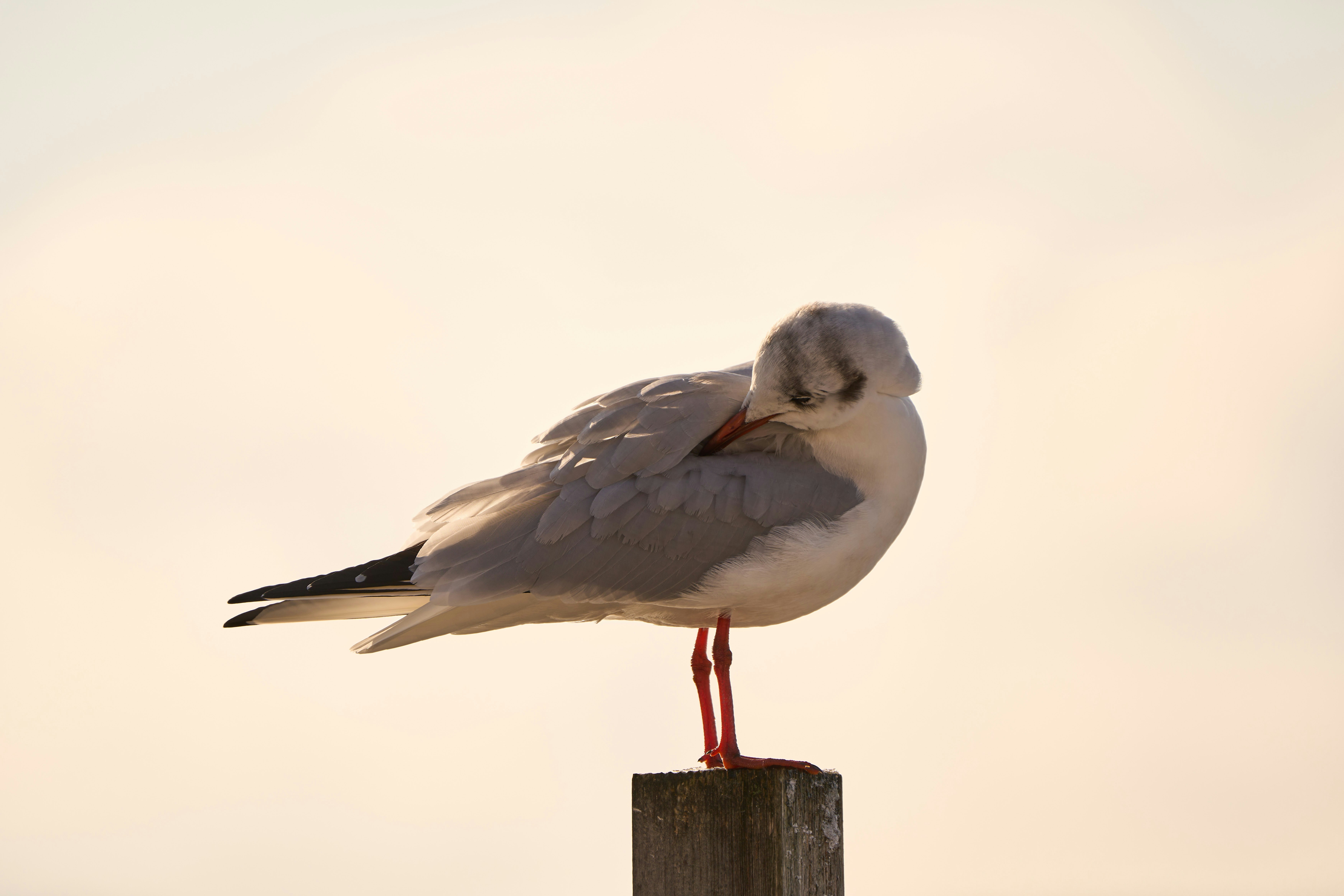 Photo by wolfgang_hasselmann