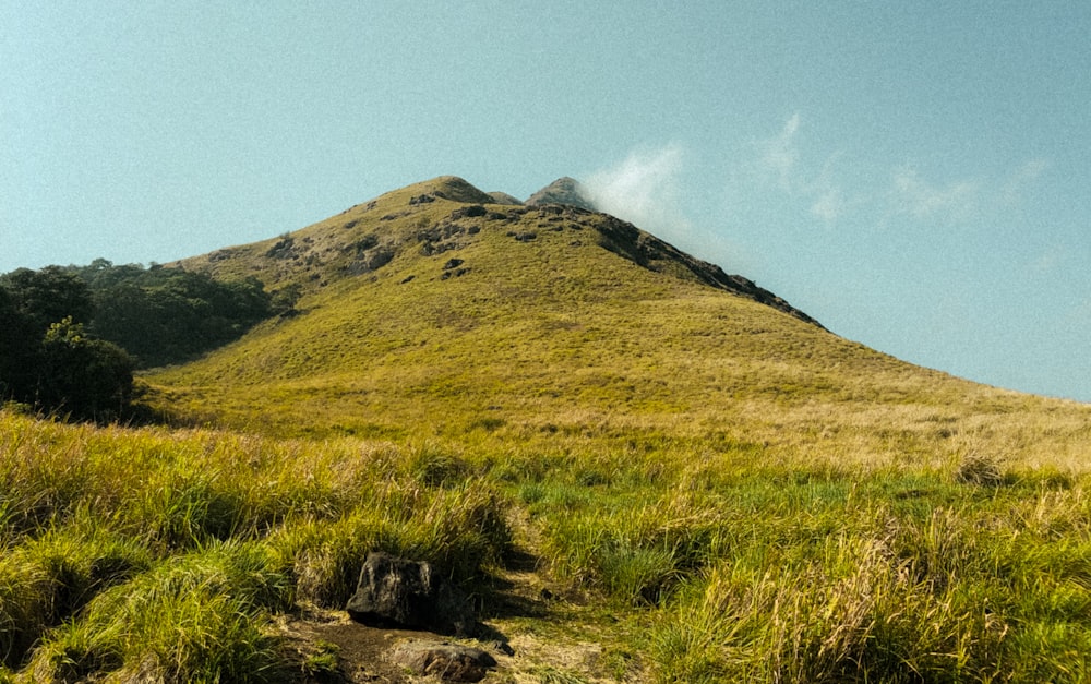 a grassy field with a mountain in the background