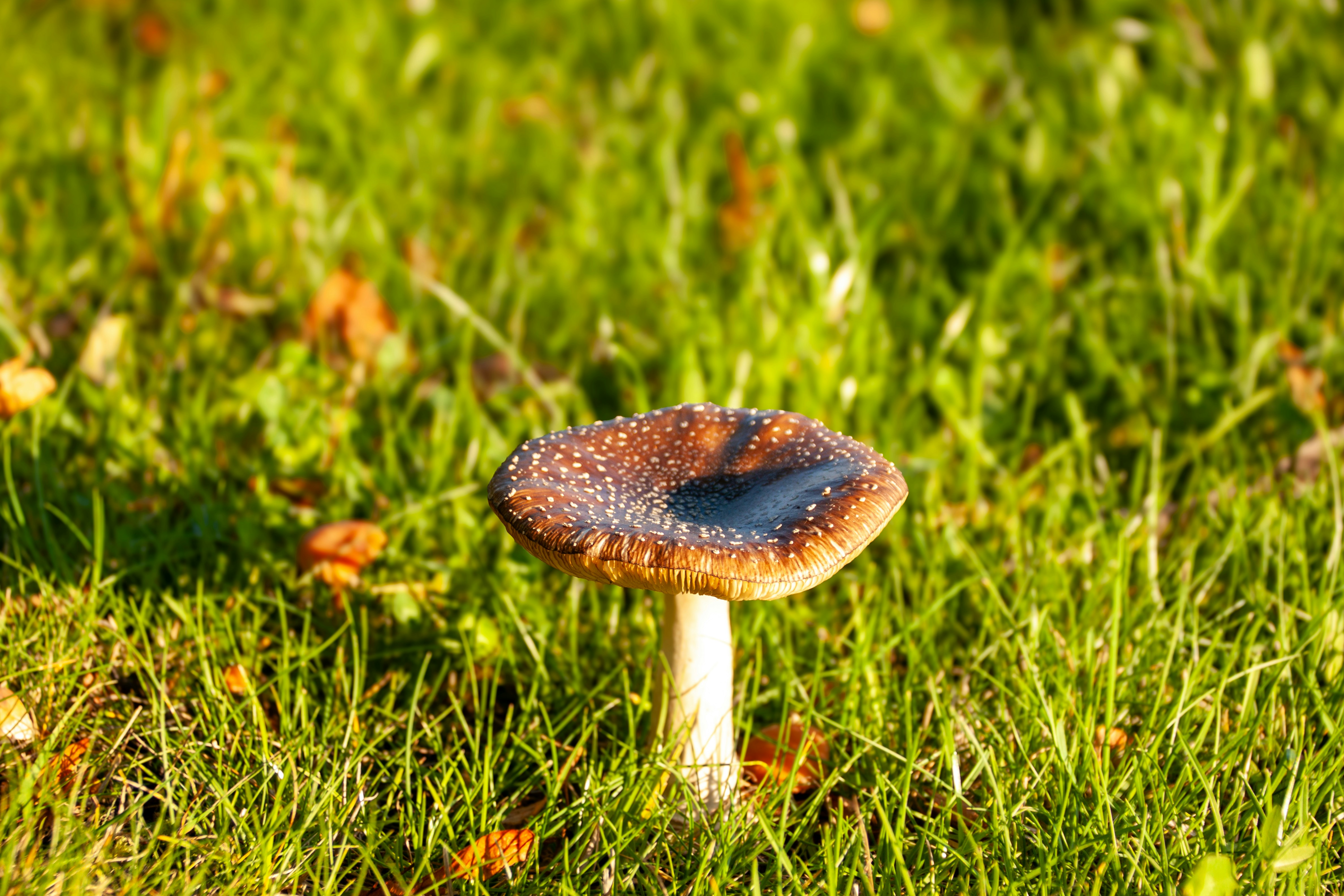 a small mushroom sitting on top of a lush green field