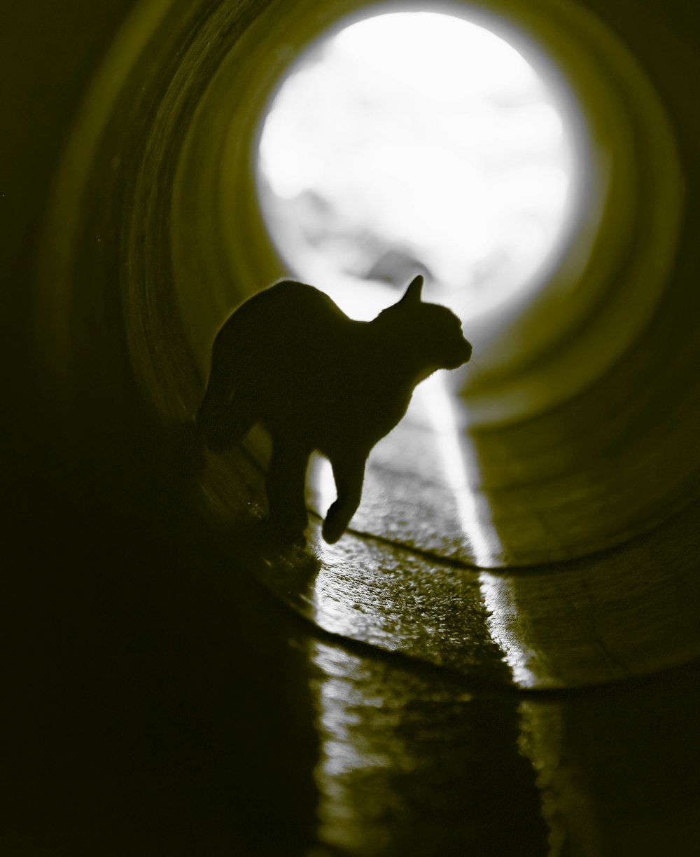a cat is silhouetted against a dark tunnel