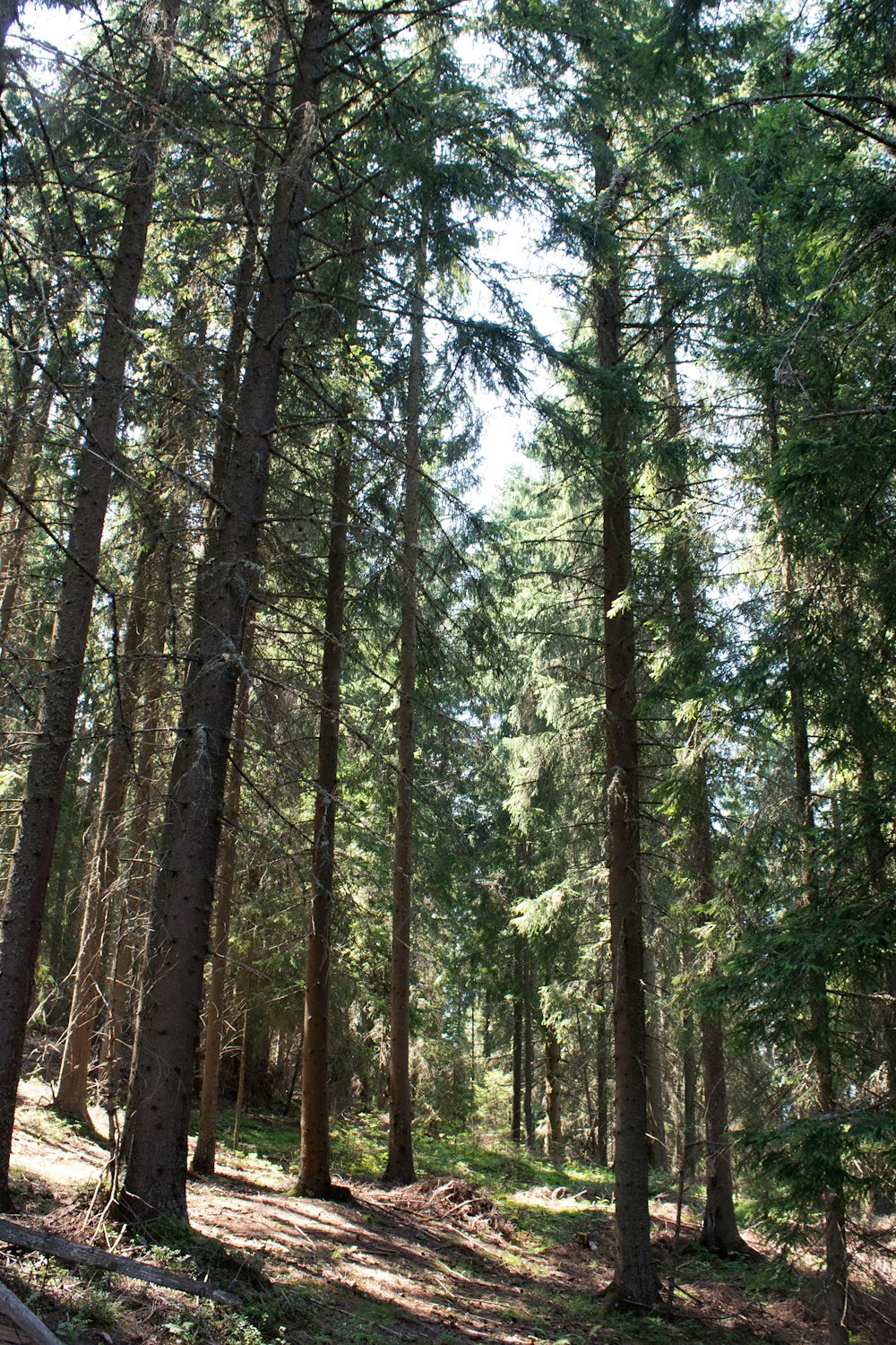 a forest filled with lots of tall trees